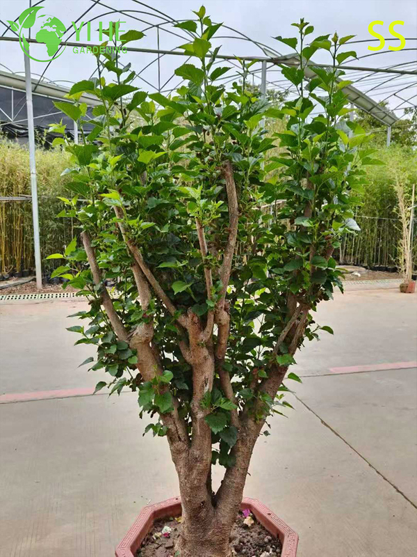 Fast-Growing Mulberry Tree with Sweet Blackberry-like Berries Mulberry Tree