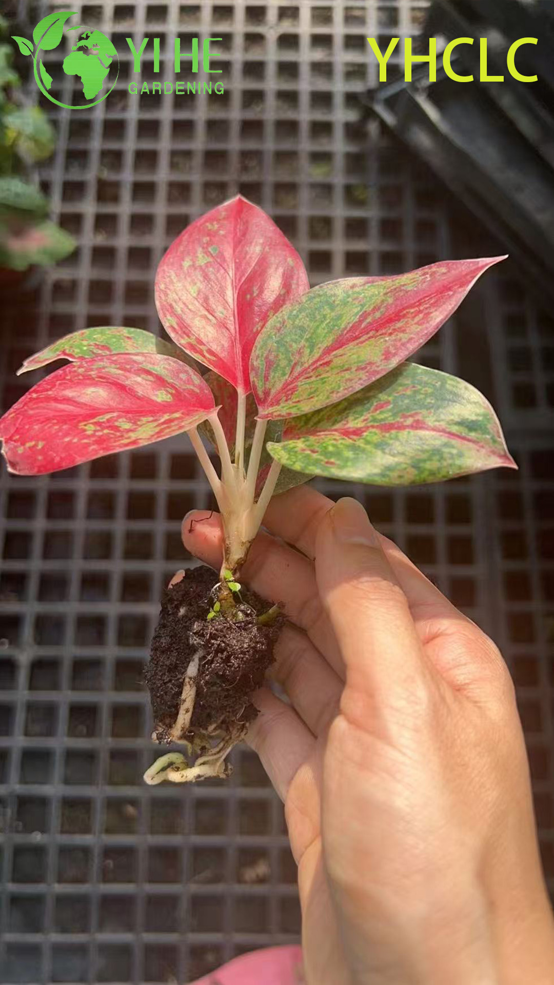 Wholesale Aglaonema Fireworks Live Chinese Evergreen Starter Plug Seedlings