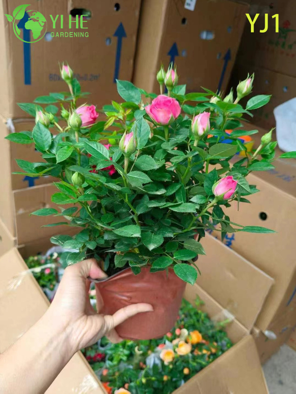 Wholesale Pink Bicolor Rose Tree Standard Live Flowering Plant Bonsai
