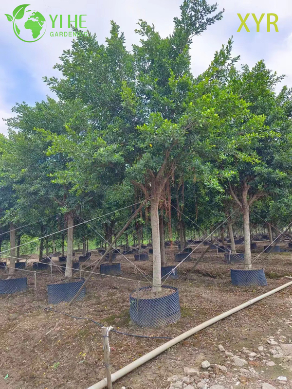 Dense Evergreen Ficus Nitida Indian Laurel for Hedging and Screening Tree