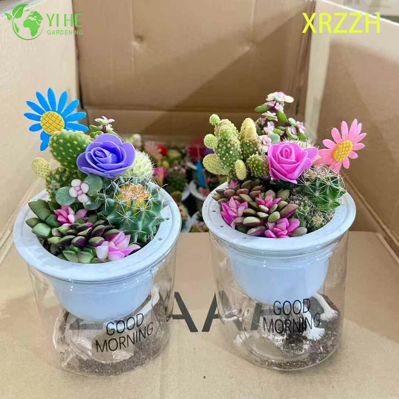 DIY Mini Succulent Cactus Garden Kit for Desktop Office Decor Bonsai