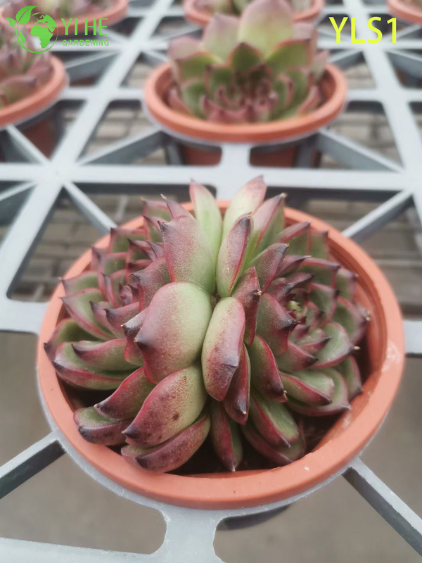 Wholesale Echeveria Agavoides Lipstick Live Succulent Plant Bonsai