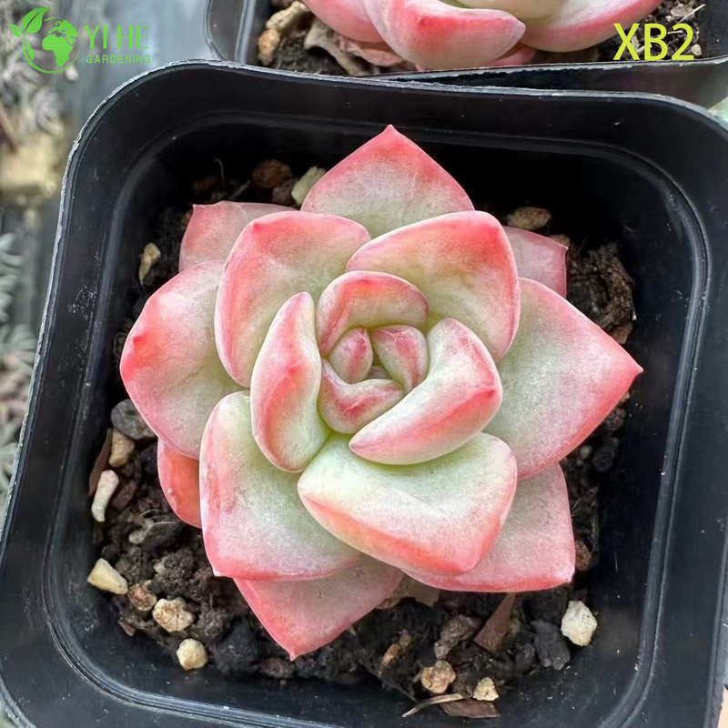 Wholesale Echeveria Pink Champagne Live Korean Hybrid Succulent Bonsai