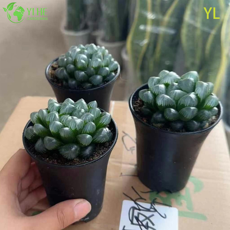 Live Purple Colored Haworthia Yulu Crystal Succulent Plant Wholesale Bonsai