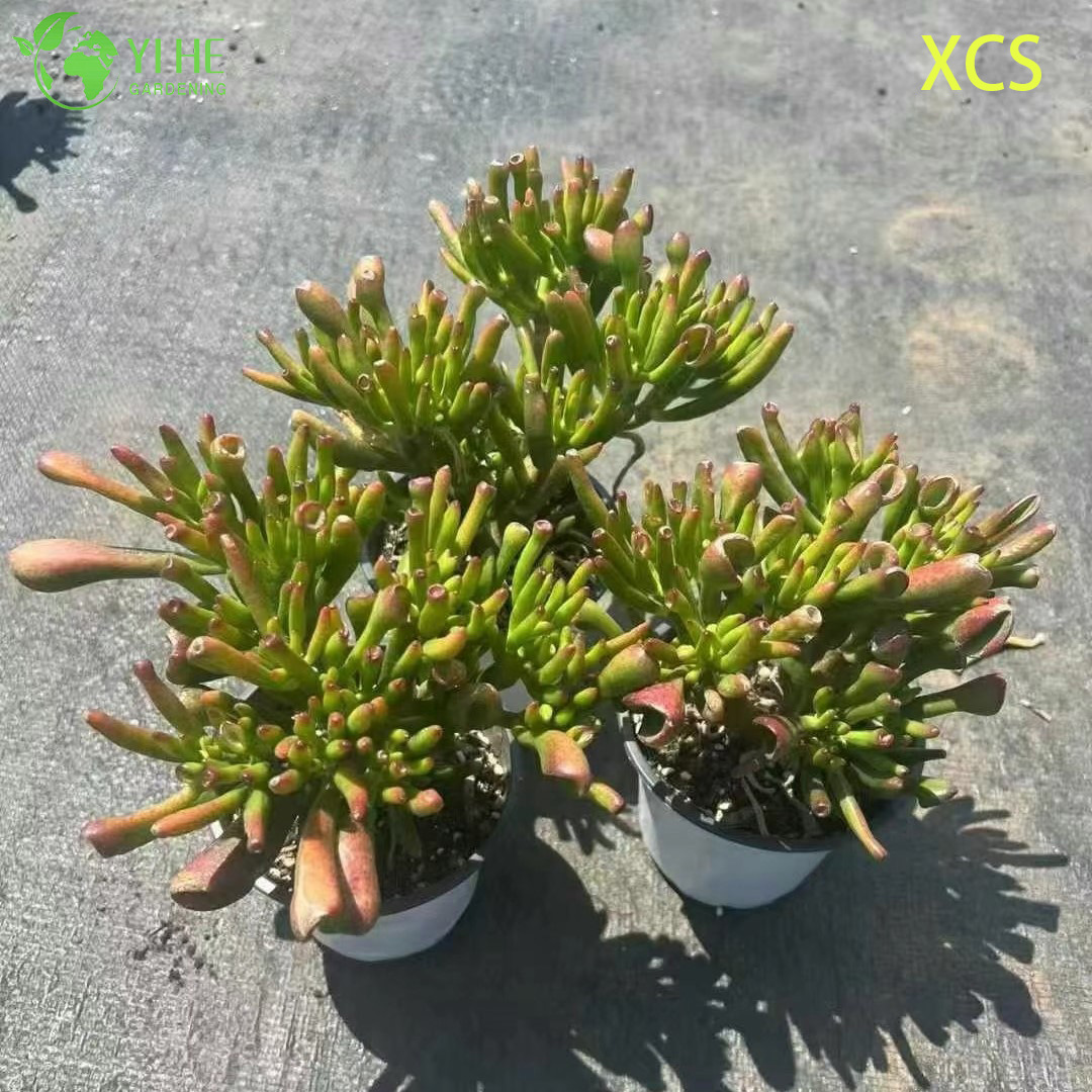 Wholesale Crassula Ovata Hobbit Jade Live Succulent Plant Bonsai