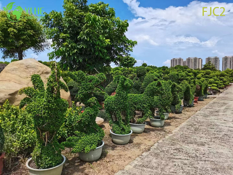 Live Fukien Tea Bonsai Tree Carmona Microphylla Indoor Plant Bonsai