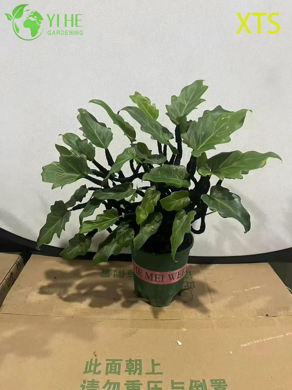 Wholesale Philodendron Selloum Hope Live Tropical Houseplant Bonsai