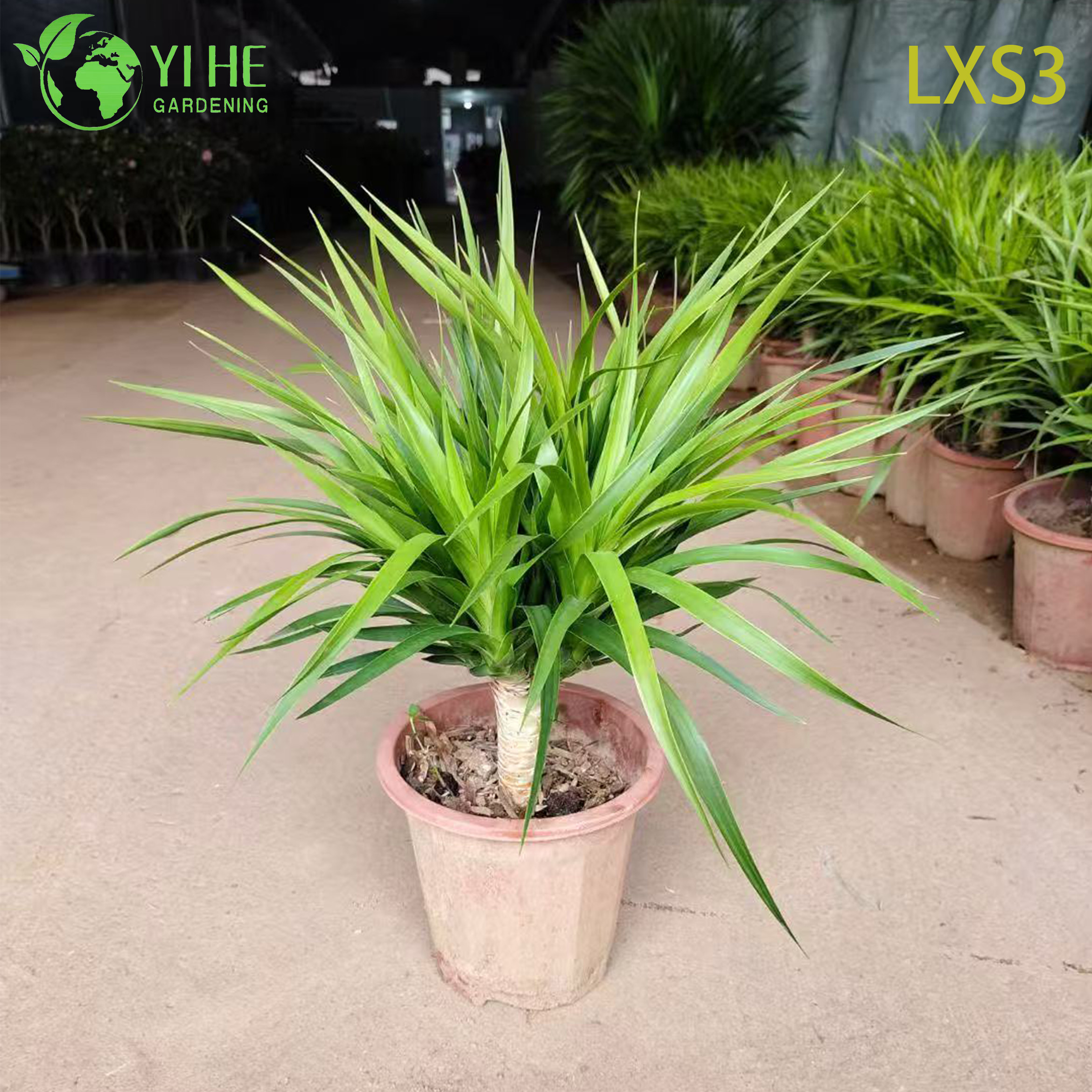 Wholesale Dracaena Fragrans 'Massangeana' Live Plants for Indoor Home Decor Bonsai