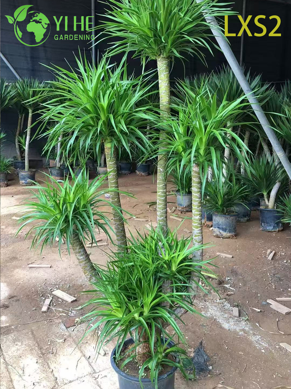 Wholesale Dracaena Draco Tree, Live Mature Dragon Blood Tree for Export Bonsai
