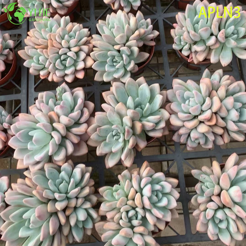 Wholesale Pink Opalina Mature Succulent Cluster Live Plant Bonsai
