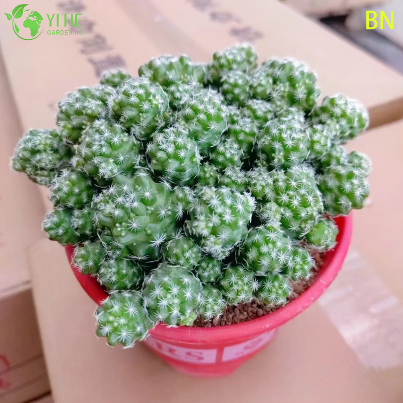 Wholesale White Thimble Cactus Live Mini Plant Clump Decor Bonsai