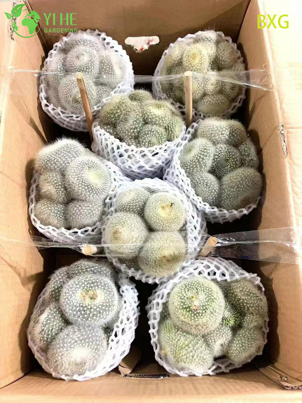 Wholesale Orange Flowering Rebutia Cactus Live Mini Plant Decor Bonsai