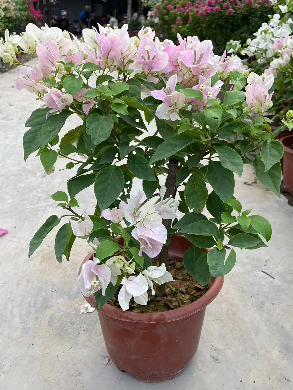 Bougainvillea Bonsai