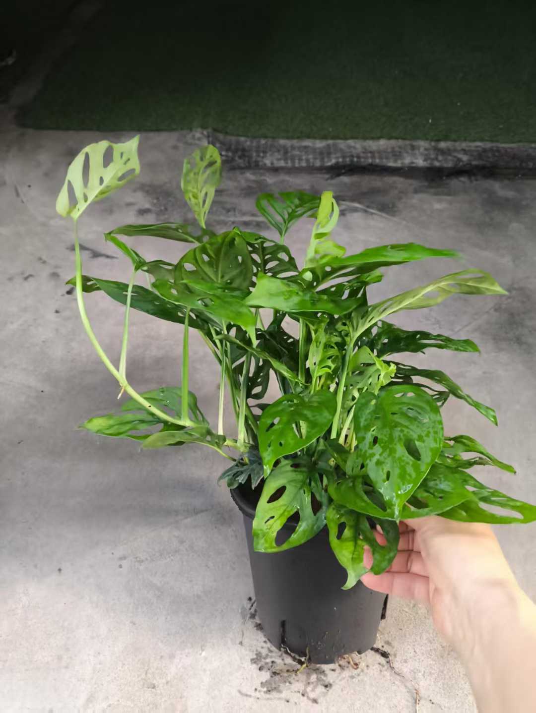 Gallon Black Cup Podocarpus