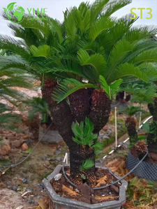 Ornate Multi - trunked Cycas Revoluta, Evergreen Tropical Ornamental Plant