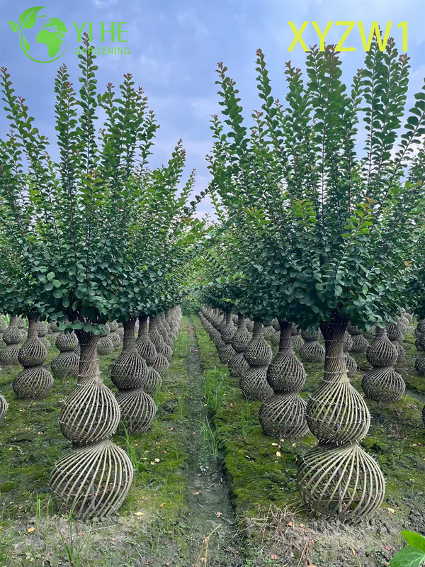 Ornamental Lagerstroemia parviflora, Vase - shaped Topiary Tree, Flowering Garden Decor Plant