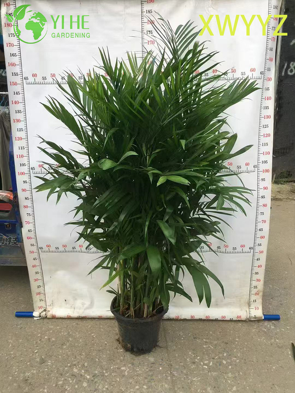 Potted Hawaiian Palm (Pritchardia gaudichaudii), Tropical Evergreen Indoor/Outdoor Decor Plant