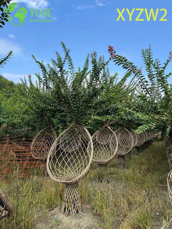 Lagerstroemia parviflora Trellis - shaped Ornamental Plant, Flowering Garden Fence Decor