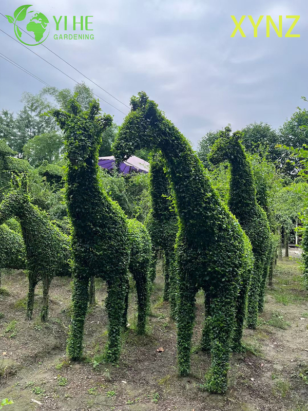 Animal - shaped Ligustrum quihoui Carr, Ornamental Evergreen Topiary Plants