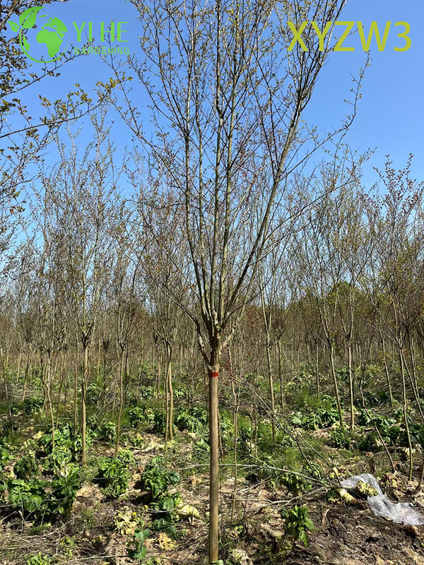 Ornamental Lagerstroemia parviflora Tree, Red - flowering Garden Specimen Plant