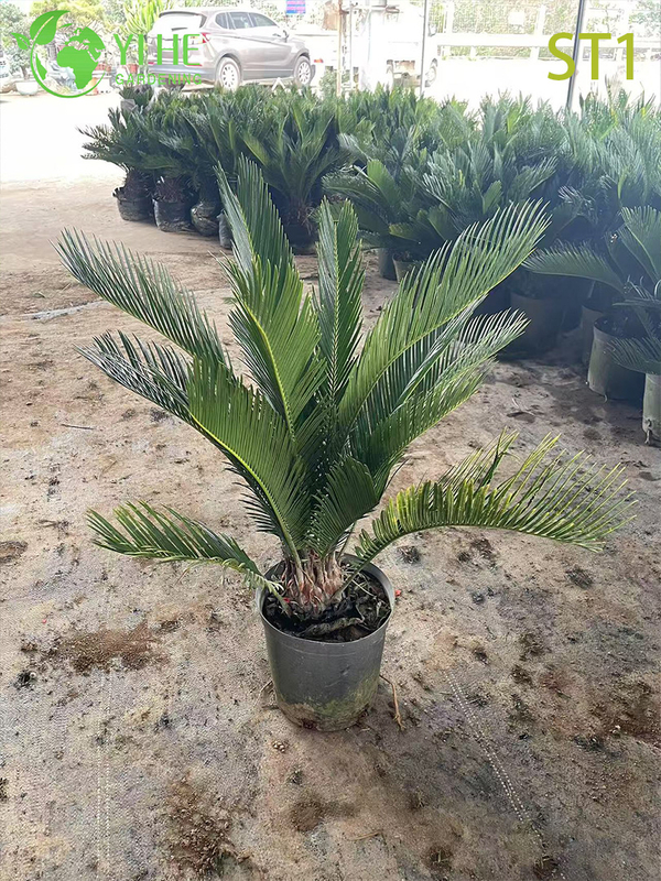 Cycas Revoluta, Evergreen Ornamental Sago Palm for Indoor & Outdoor Plant