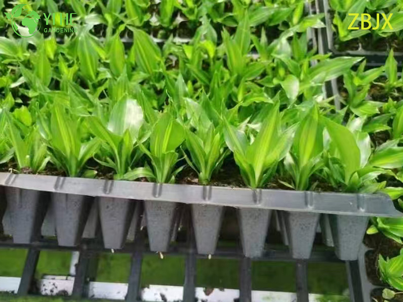 Wholesale Export Straight-Stem Gold-Center Foliage Seedlings | Tropical Ornamental Plants