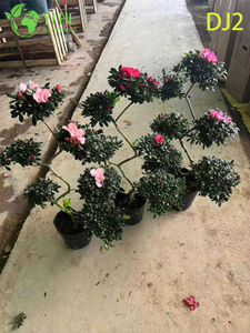 Exquisite Potted Rhododendron simsii with Ornate Bloom