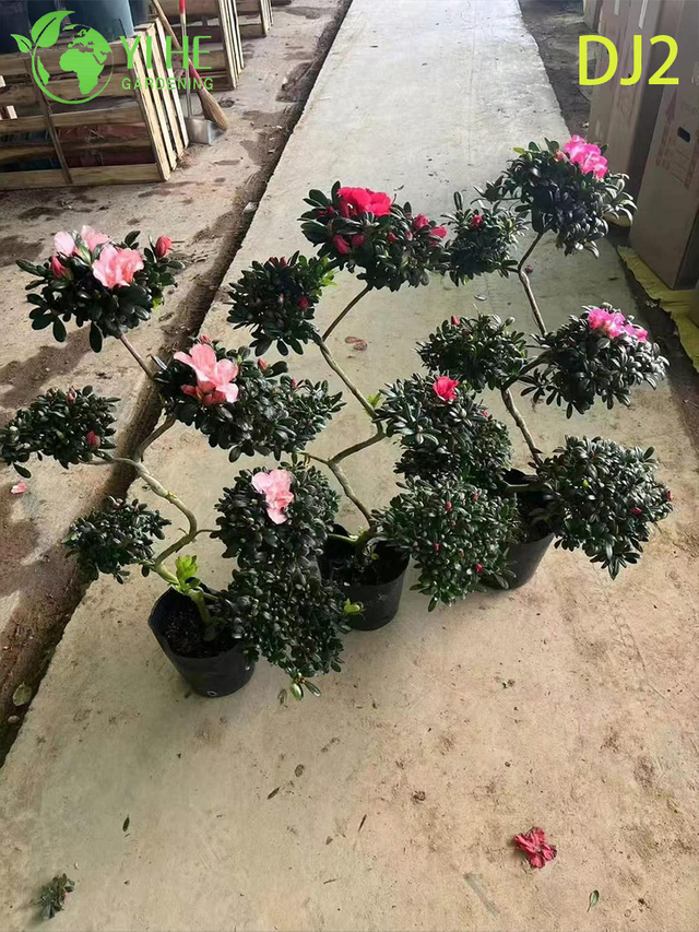 Exquisito rododendro simsii en maceta con flor adornada