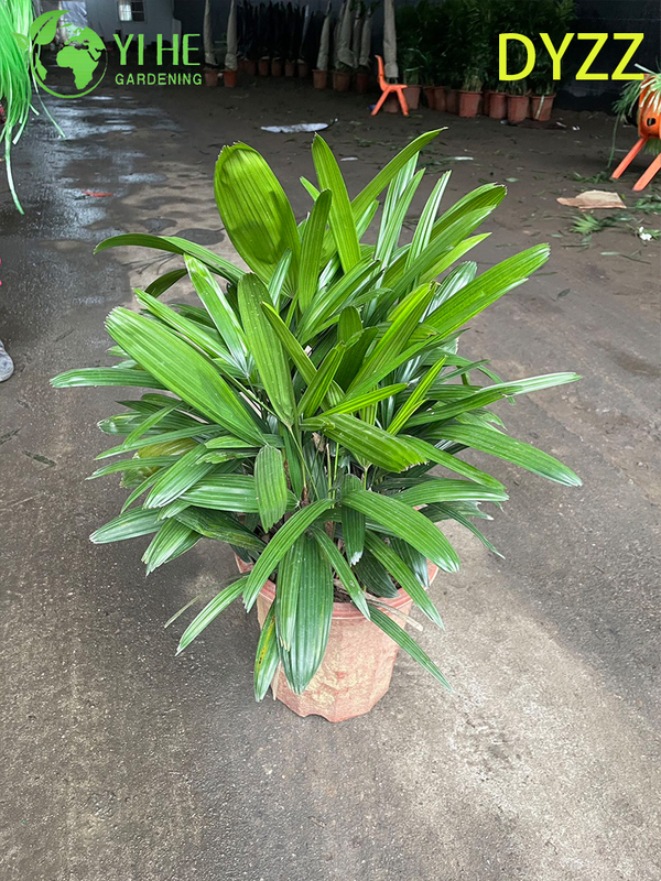 Evergreen Large Leaf Rhapis Excelsa Palm for Indoor Outdoor Decoration Plant