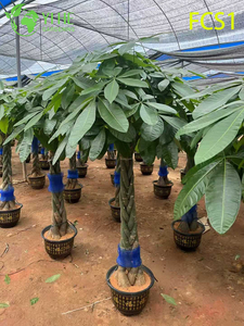 Braided Trunk Pachira macrocarpa for Indoor Decoration, Lucky Money Tree with Lush Green Leaves