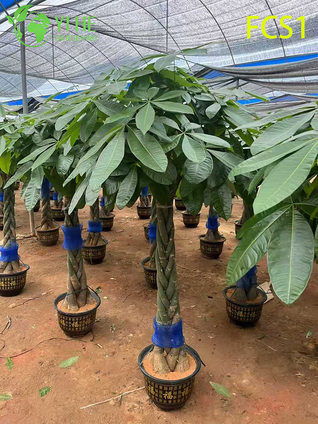 Tronco intrecciato Pachira macrocarpa per la decorazione di interni, albero dei soldi portafortuna con foglie verdi rigogliose