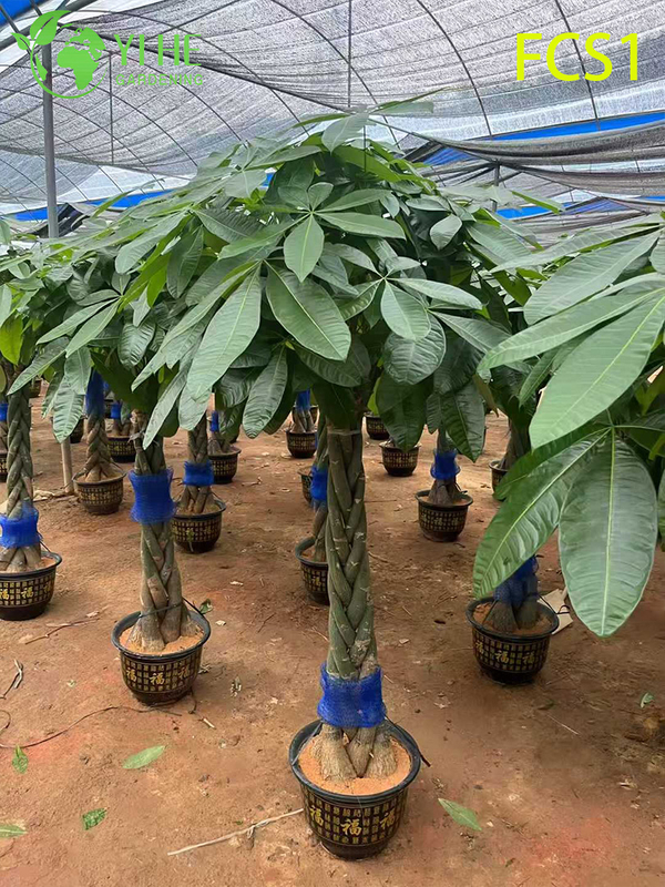 Braided Trunk Pachira macrocarpa for Indoor Decoration, Lucky Money Tree with Lush Green Leaves