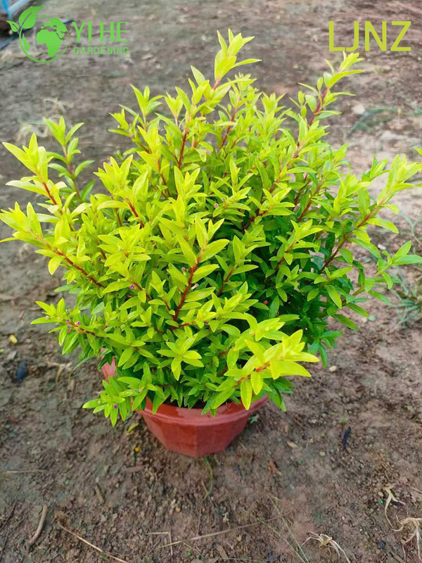 Ornamental Golden Glossy Privet Shrub for Wholesale Export Tree