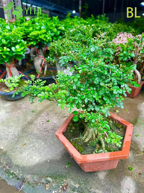 Ornamental Chinese Ash Tree for Wholesale Export