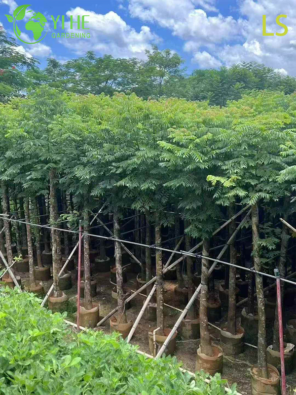 Ornamental Goldenrain Tree for Wholesale Export
