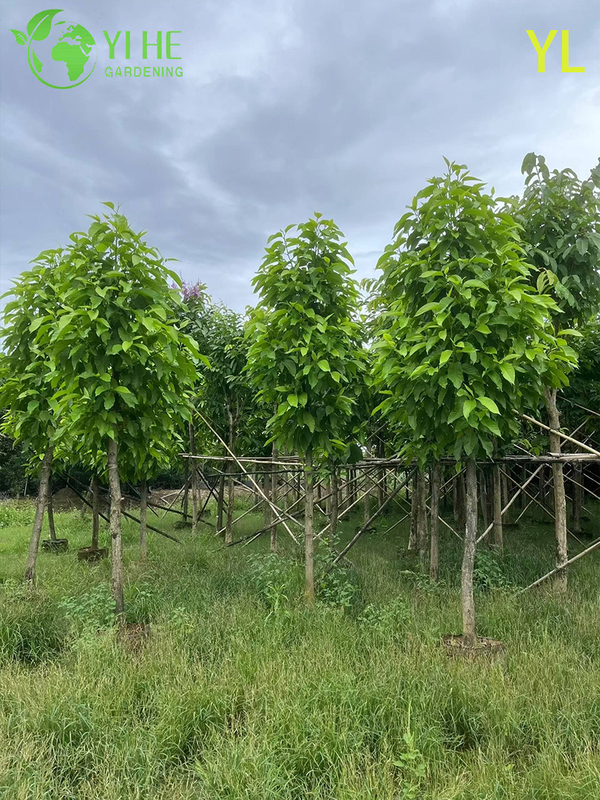 Ornamental Fragrant Magnolia Tree for Wholesale Export