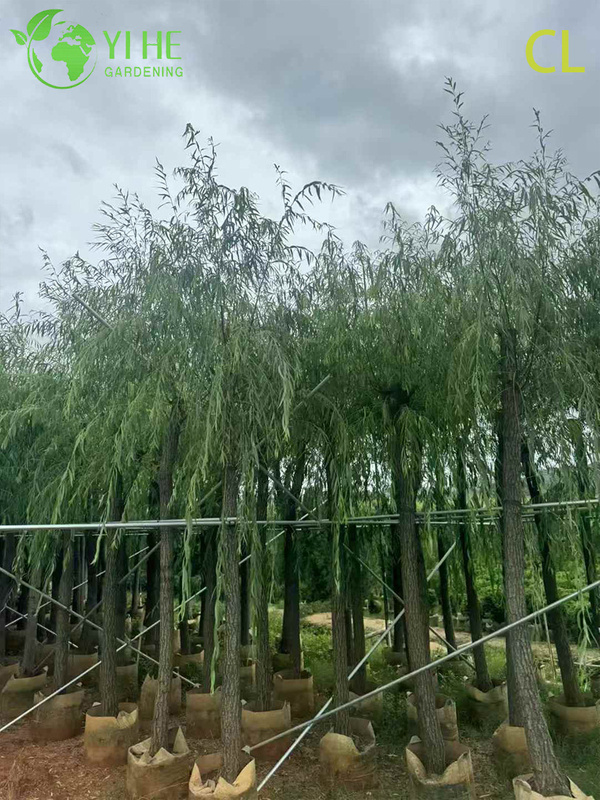 Ornamental Weeping Willow Tree for Wholesale Export