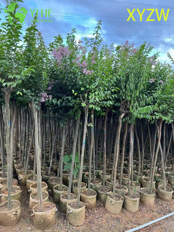 Ornamental Dwarf Crape Myrtle Tree for Wholesale Export