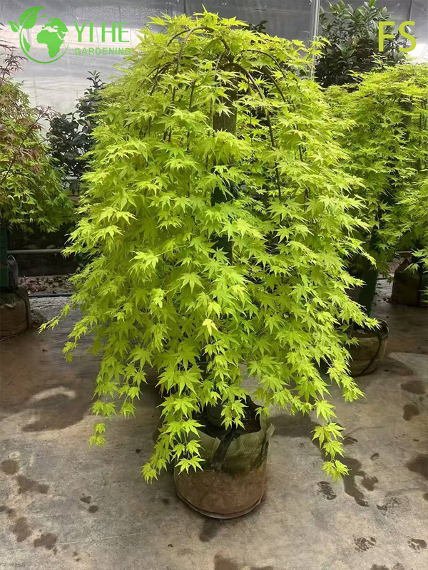 Ornamental Japanese Maple Tree for Wholesale Export