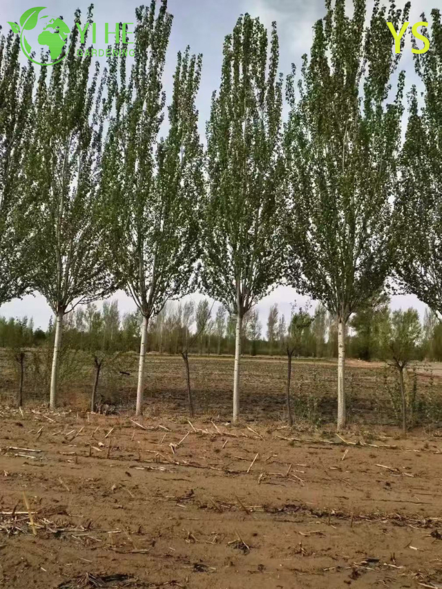 Ornamental Fast - Growing Poplar Tree for Wholesale Export
