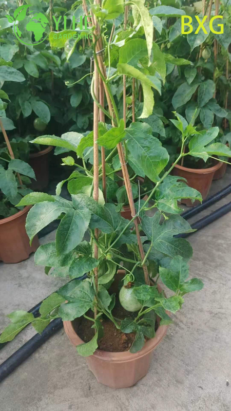 Wholesale Live Fruiting Passion Fruit Plant Passiflora Vine for Export Bonsai