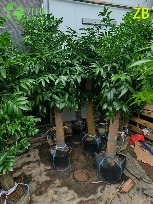 Wholesale Buddhist Pine Podocarpus Live Evergreen Specimen Tree Bonsai