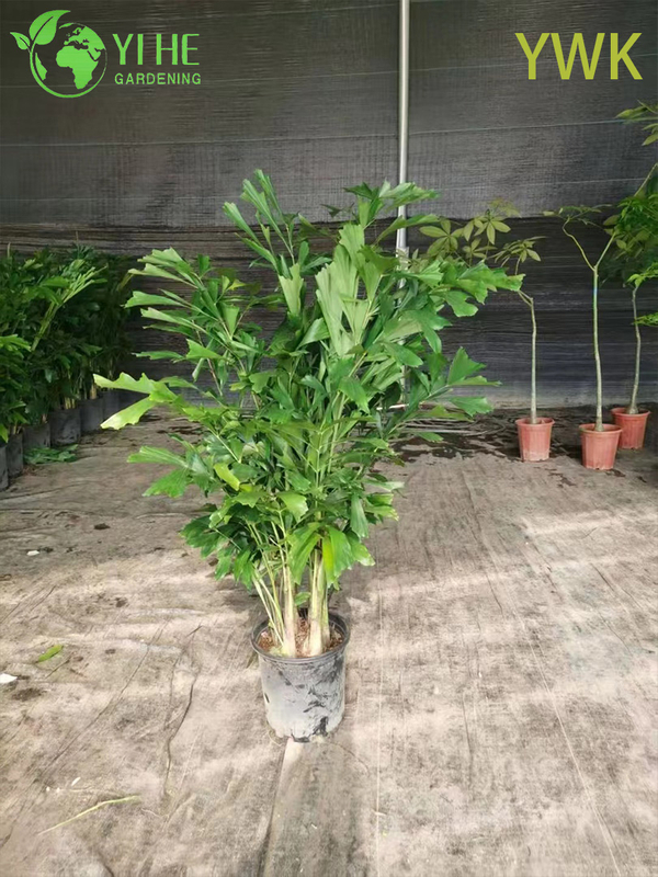 Wholesale Clumping Fishtail Palm for Tropical Privacy Screens Tree