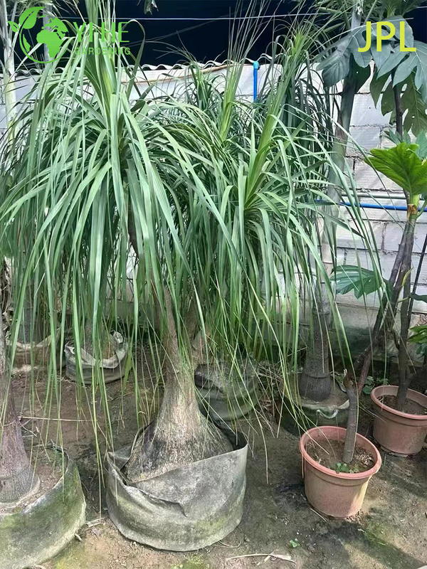 Wholesale Ponytail Palm Elephant's Foot Live Beaucarnea Plant Bonsai