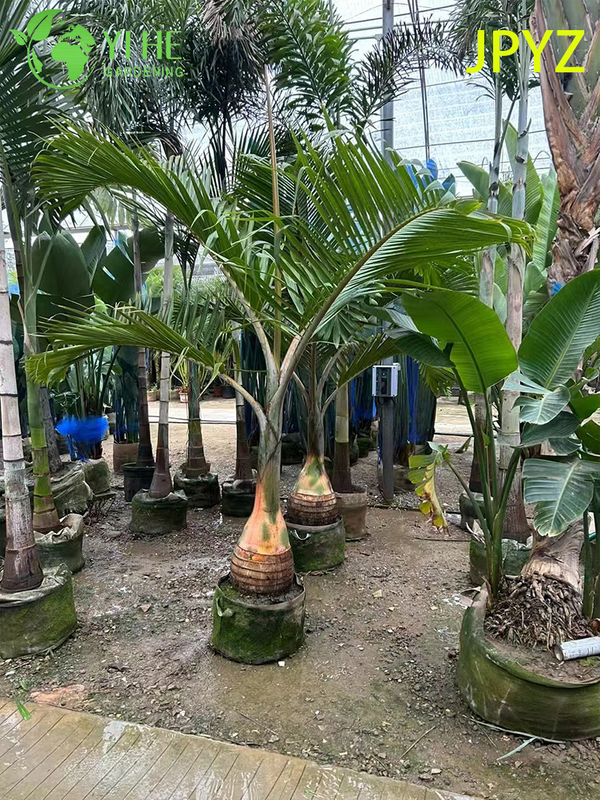 Wholesale Specimen Bottle Palm with Unique Swollen Trunk Tree