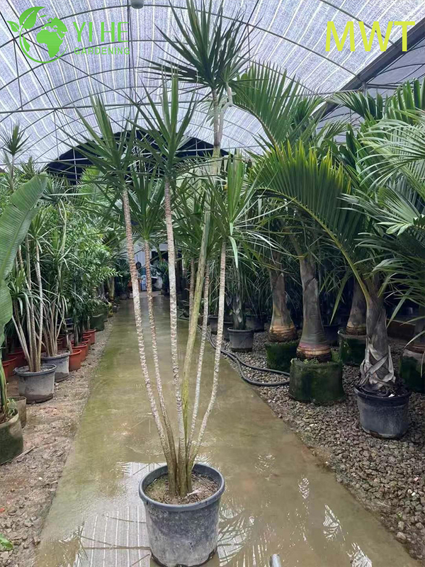 Wholesale Red-Edged Dracaena Marginata Live Multi-Stem Plant Bonsai