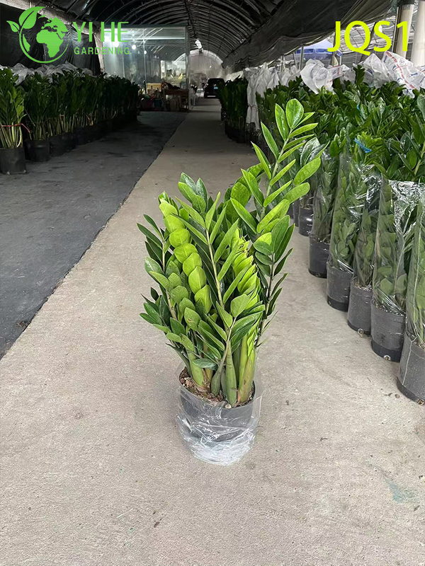 Evergreen Zamioculcas Zamiifolia Money Tree for Indoor Decor