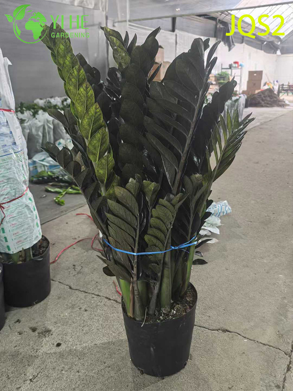 Low - Maintenance Zamioculcas Zamiifolia Money Tree for Indoor Spaces