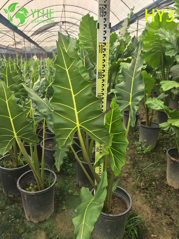 Exotic Foliage Alocasia Potted Plant - Diverse Leaf - Patterned Tropical Greenery