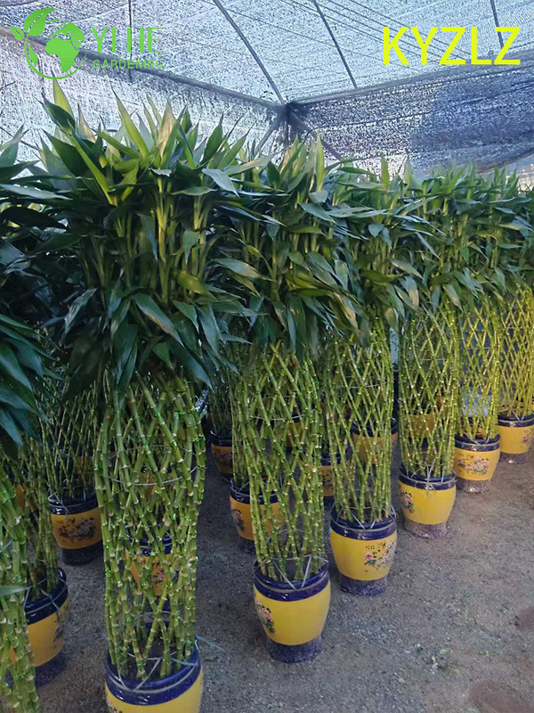 Evergreen Lucky Bamboo Woven Cage for Indoor Feng Shui Decor